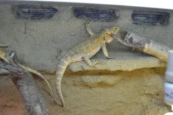Prodej Agam Vousatých i s teráriem