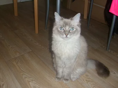 ragdoll