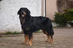 Hovawart s PP z CHS Gasko Prim