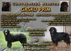 Hovawart s PP z CHS Gasko Prim