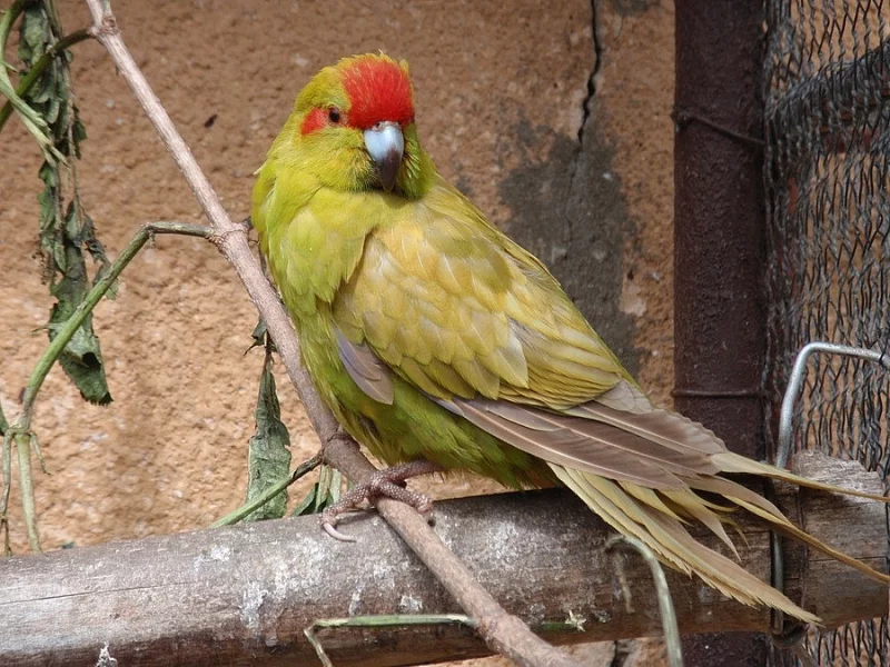Kakariki
