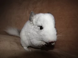 mladé činčily