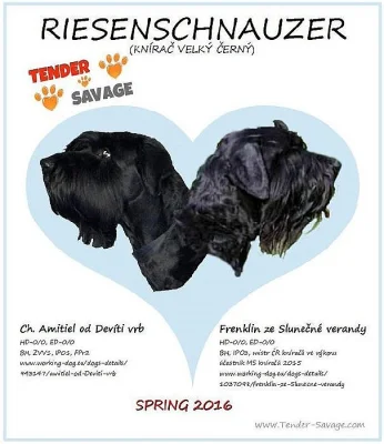 CHS Tender Savage - Štěňátka s PP Knírač velký černý