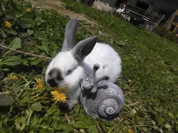 Prodám 4 ochočené králíčky vhoné do chovu i na mazlíčka