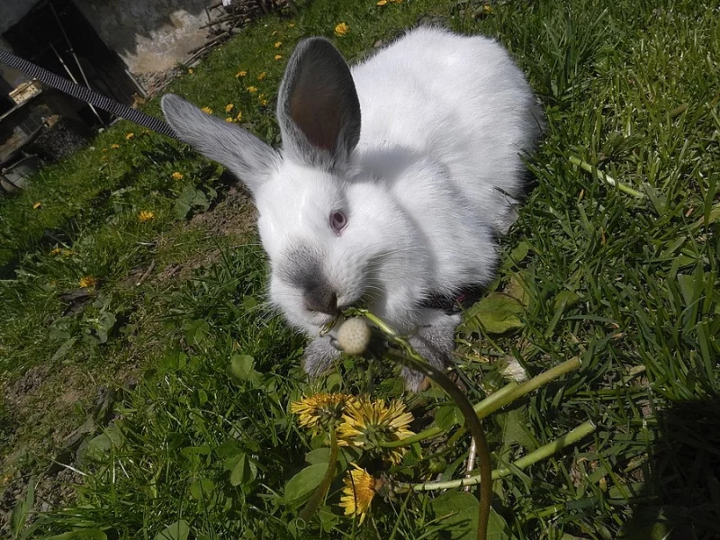 Prodám 4 ochočené králíčky vhoné do chovu i na mazlíčka