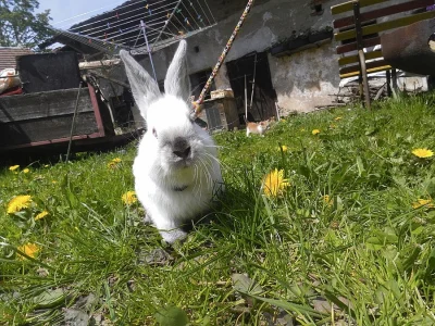 Prodám 4 ochočené králíčky vhoné do chovu i na mazlíčka