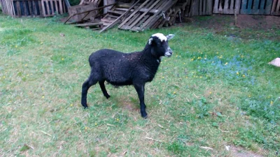 Jehňata