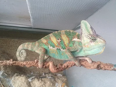 chameleon jemenský