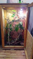 Chameleon Jemenský samička