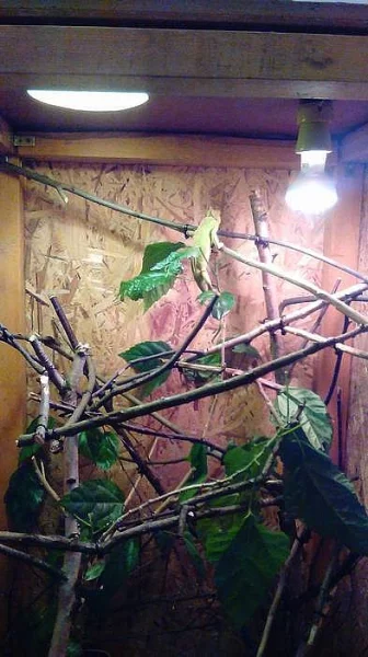 Chameleon Jemenský samička