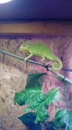 Chameleon Jemenský samička