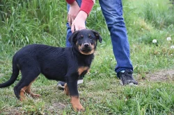 Beauceron s PP