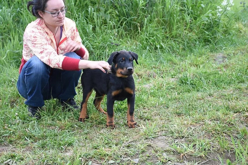 Beauceron s PP