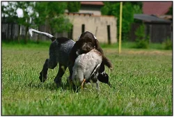 Italský spinone