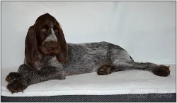 Italský spinone