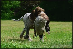 Italský spinone