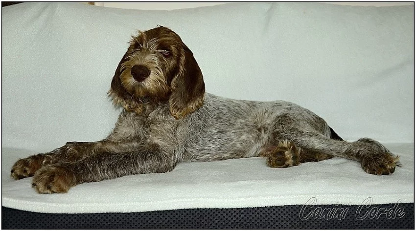 Italský spinone