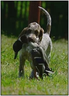 Italský spinone