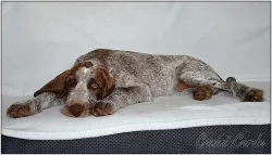 Italský spinone