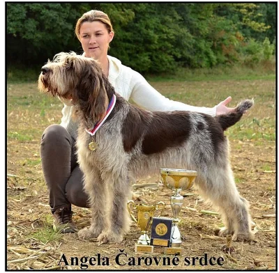 Italský spinone