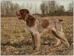Italský spinone