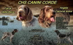 Italský spinone
