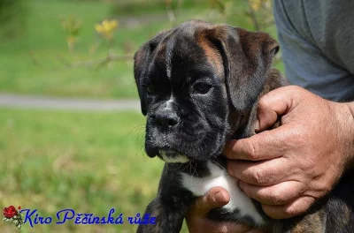 Boxer s PP