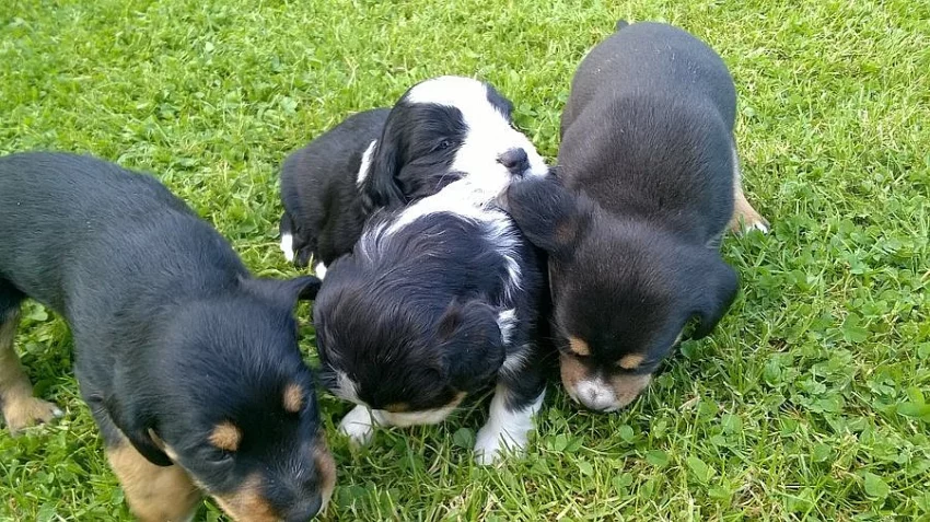 ŠTĚNATA zdarma do dobrých rukou