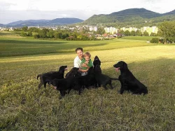 Flat coated retriever štěňata s PP ihned k odběru