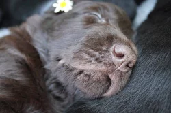 Flat coated retriever štěňata s PP ihned k odběru