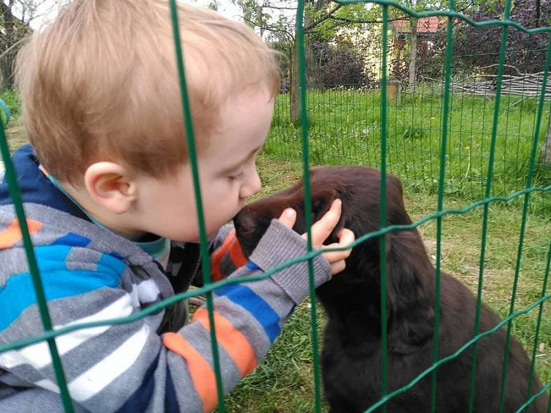 Flat coated retriever štěňata s PP ihned k odběru
