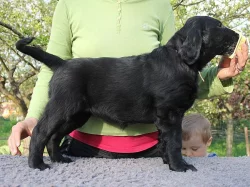 Flat coated retriever štěňata s PP ihned k odběru