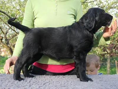 Flat coated retriever štěňata s PP ihned k odběru