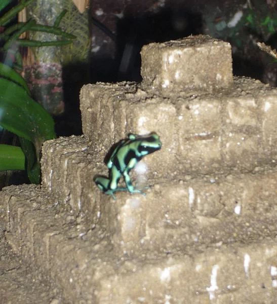 dendrobate auratus green