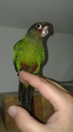 Pyrura říční - ručně dokrmená mláďata