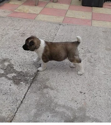 Shiba štěňata  S PP