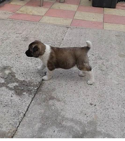 Shiba štěňata  S PP