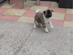 Shiba štěňata  S PP