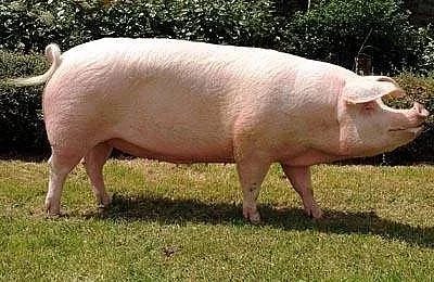 Prasata jatečná 100 - 190 kg