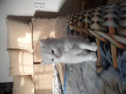 Prodám kocourka ragdoll