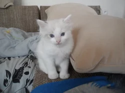 Prodám kocourka ragdoll