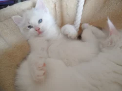 Prodám kocourka ragdoll