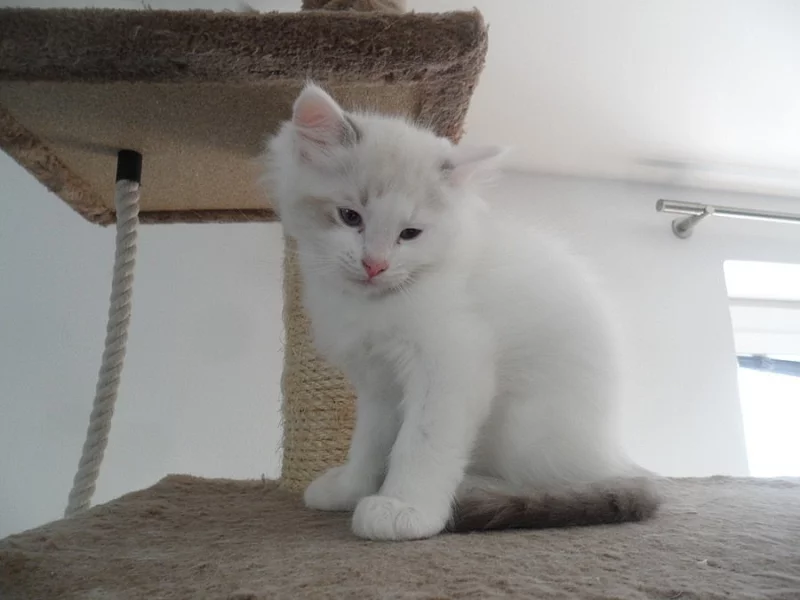 Prodám kocourka ragdoll