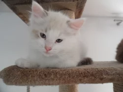 Prodám kocourka ragdoll