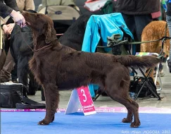 Hnědá štěňátka Flat Coated Retrievra
