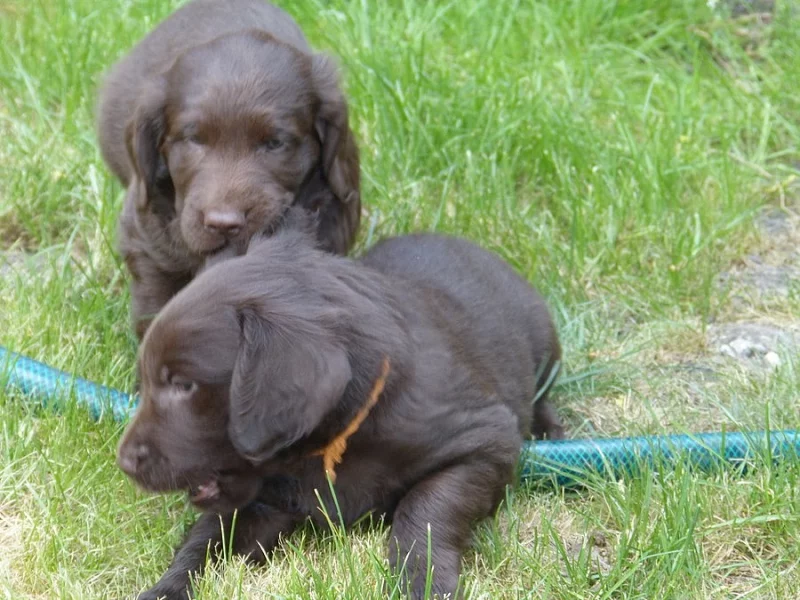 Hnědá štěňátka Flat Coated Retrievra