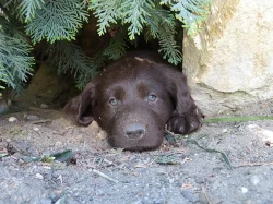 Hnědá štěňátka Flat Coated Retrievra