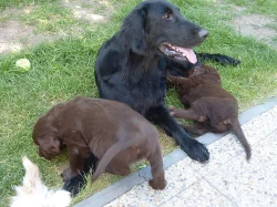 Hnědá štěňátka Flat Coated Retrievra