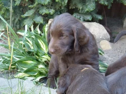 Hnědá štěňátka Flat Coated Retrievra