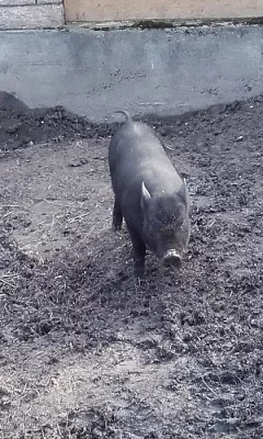 Vietnamský kanecek na chov